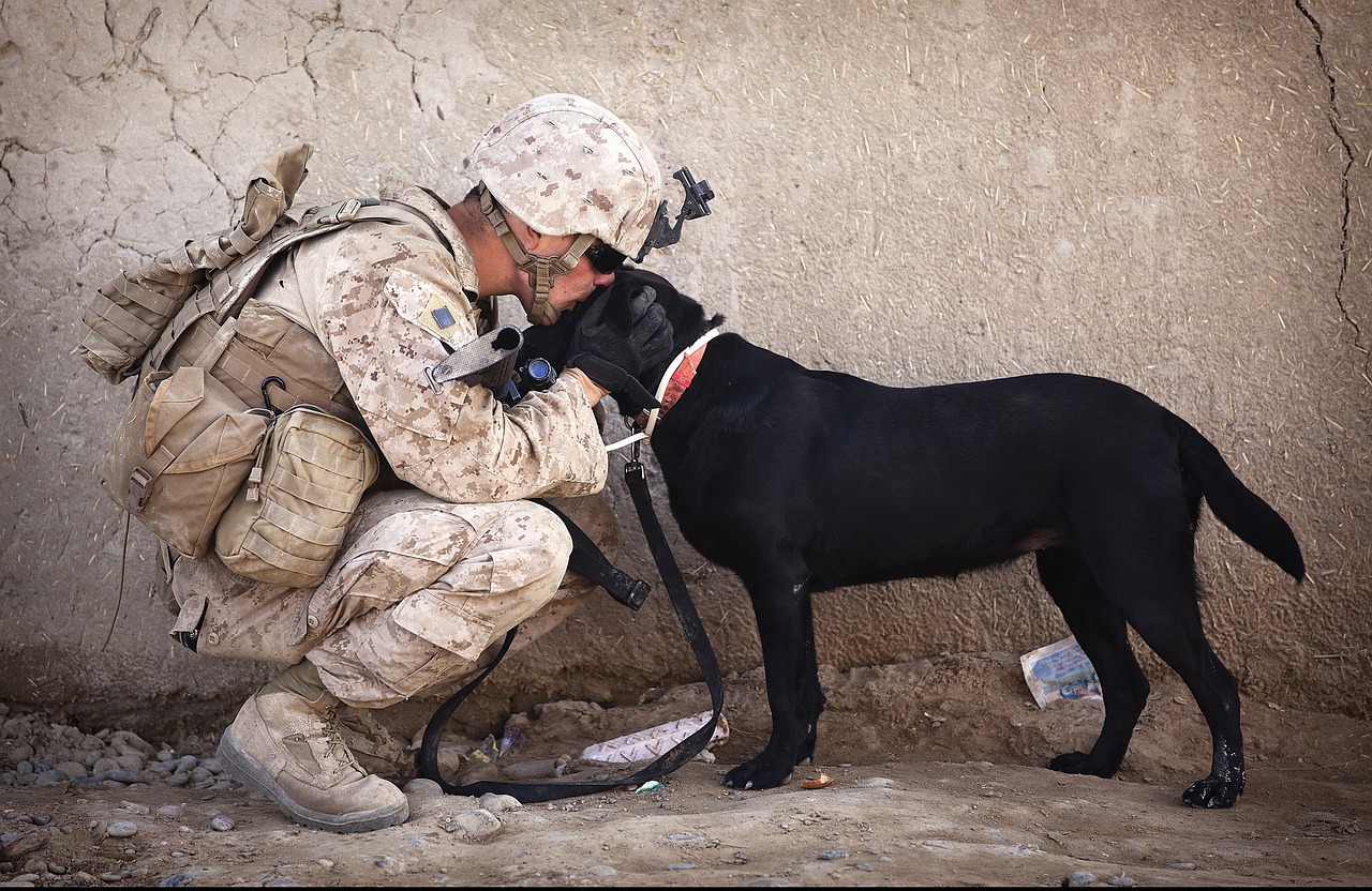 soldier dog companion free photo