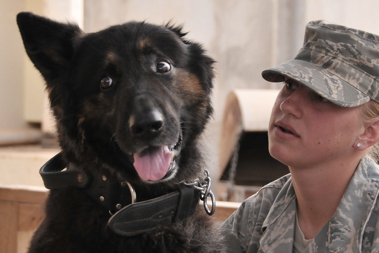 soldier dog companion free photo