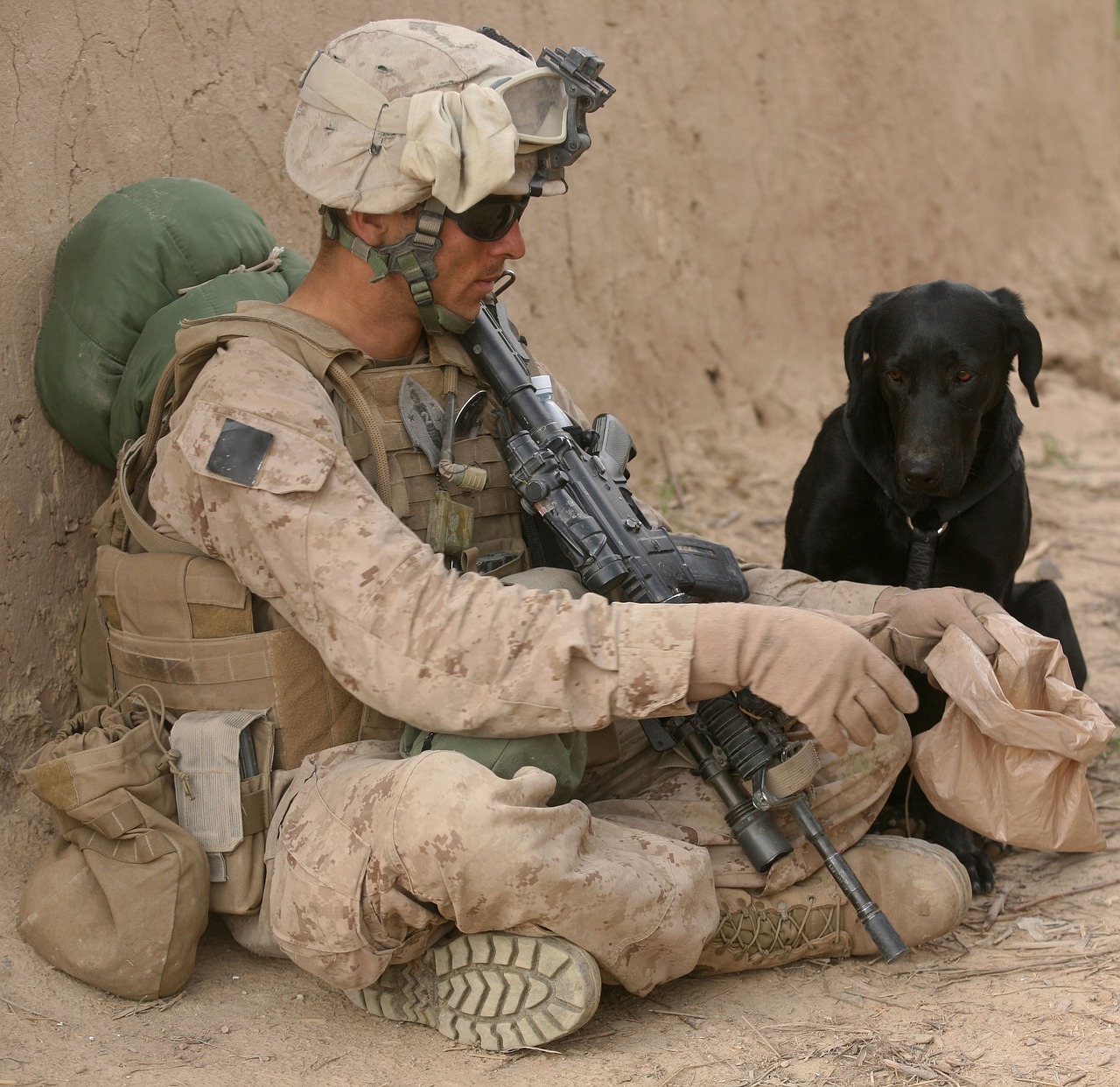 soldier dog companion free photo