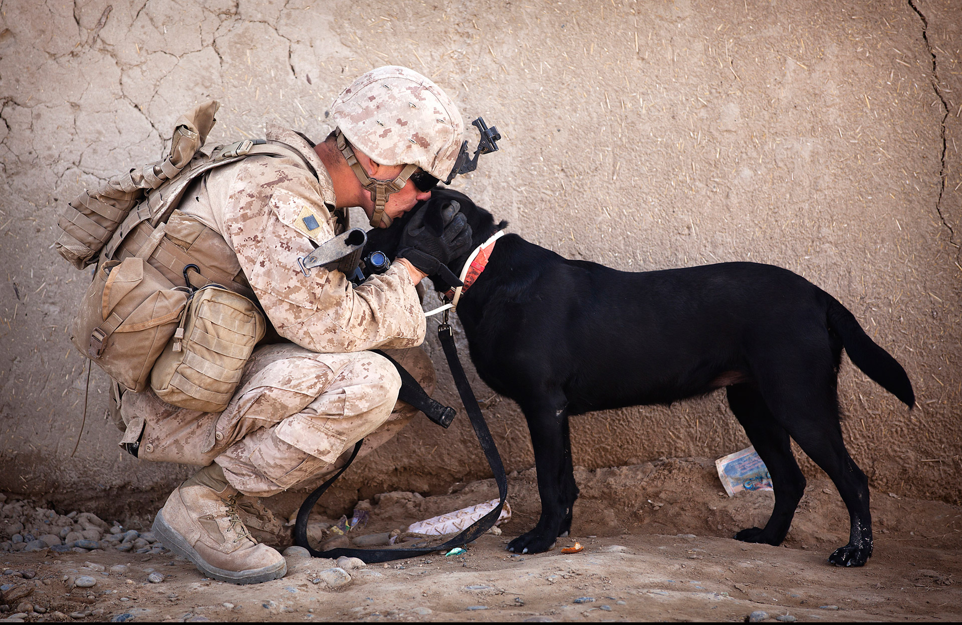 soldier canine dog free photo