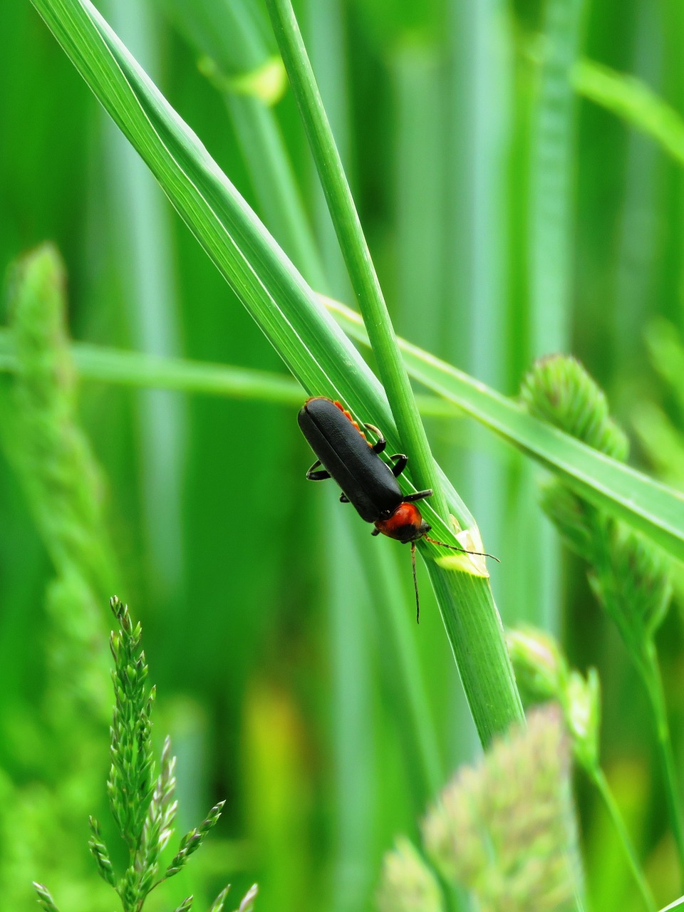 soldier beetle beetle insect free photo