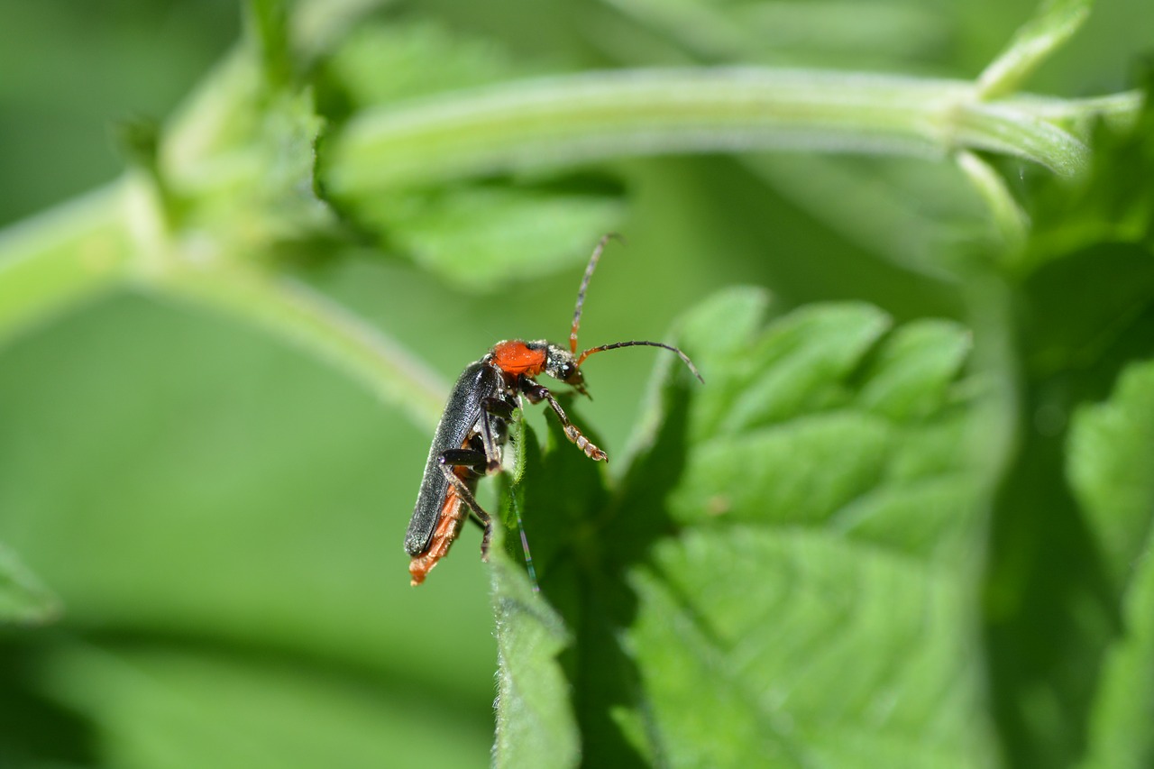 soldier beetle  beetle  red beetle free photo