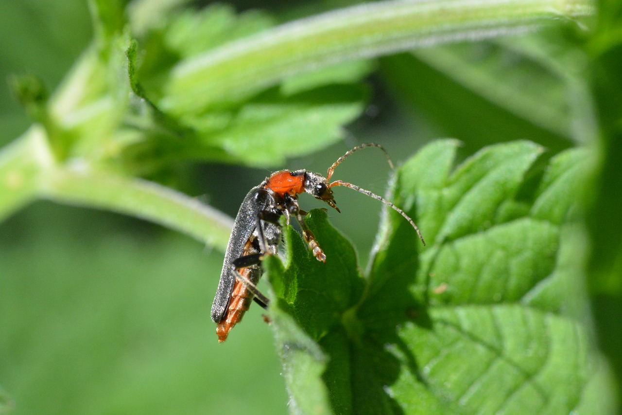 soldier beetle  beetle  red beetle free photo