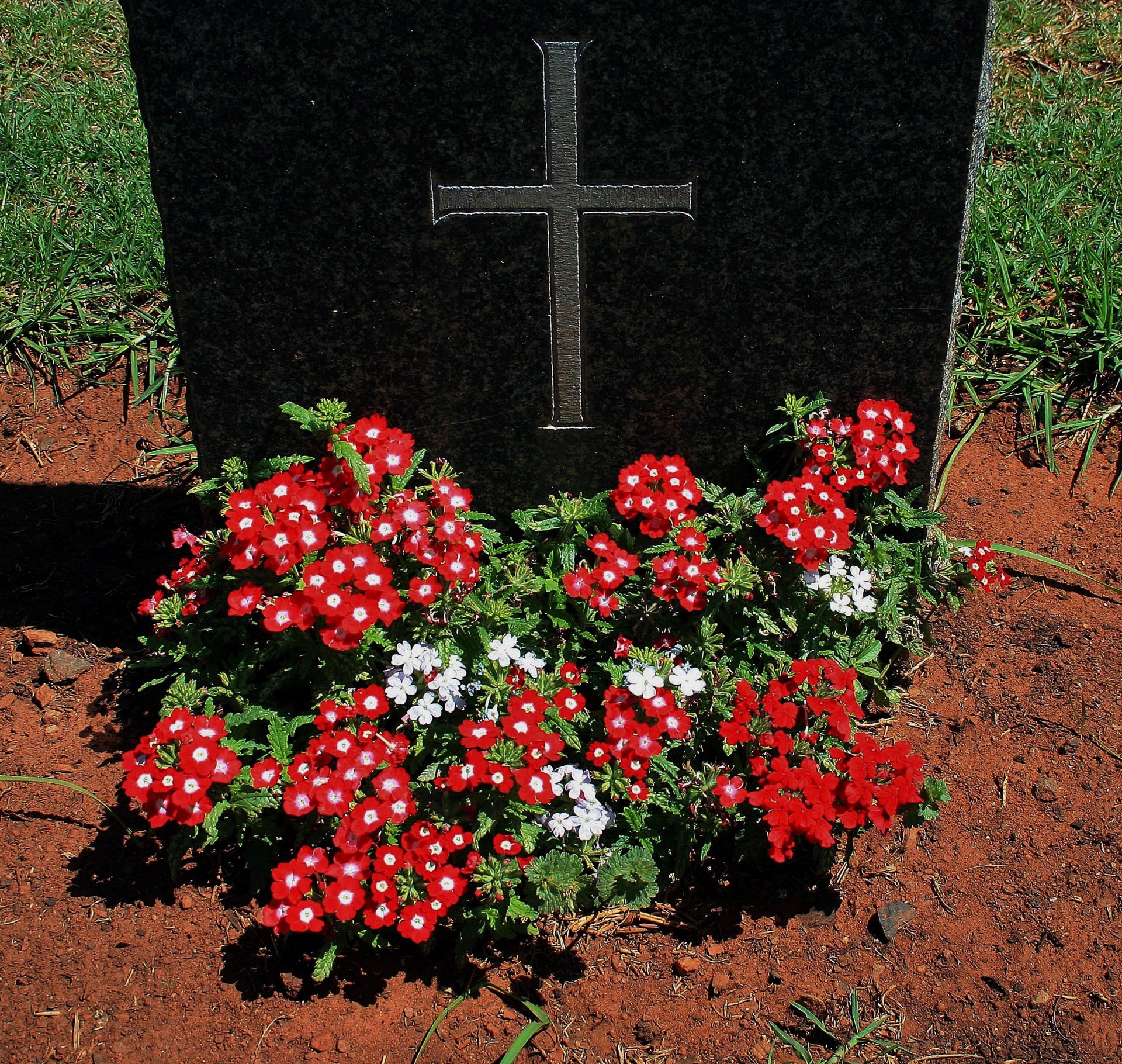 Какой цветок можно посадить на кладбище многолетние. Цветы на кладбище. Цветы на могилу. Цветы для могилок многолетние. Цветочки на могилку.