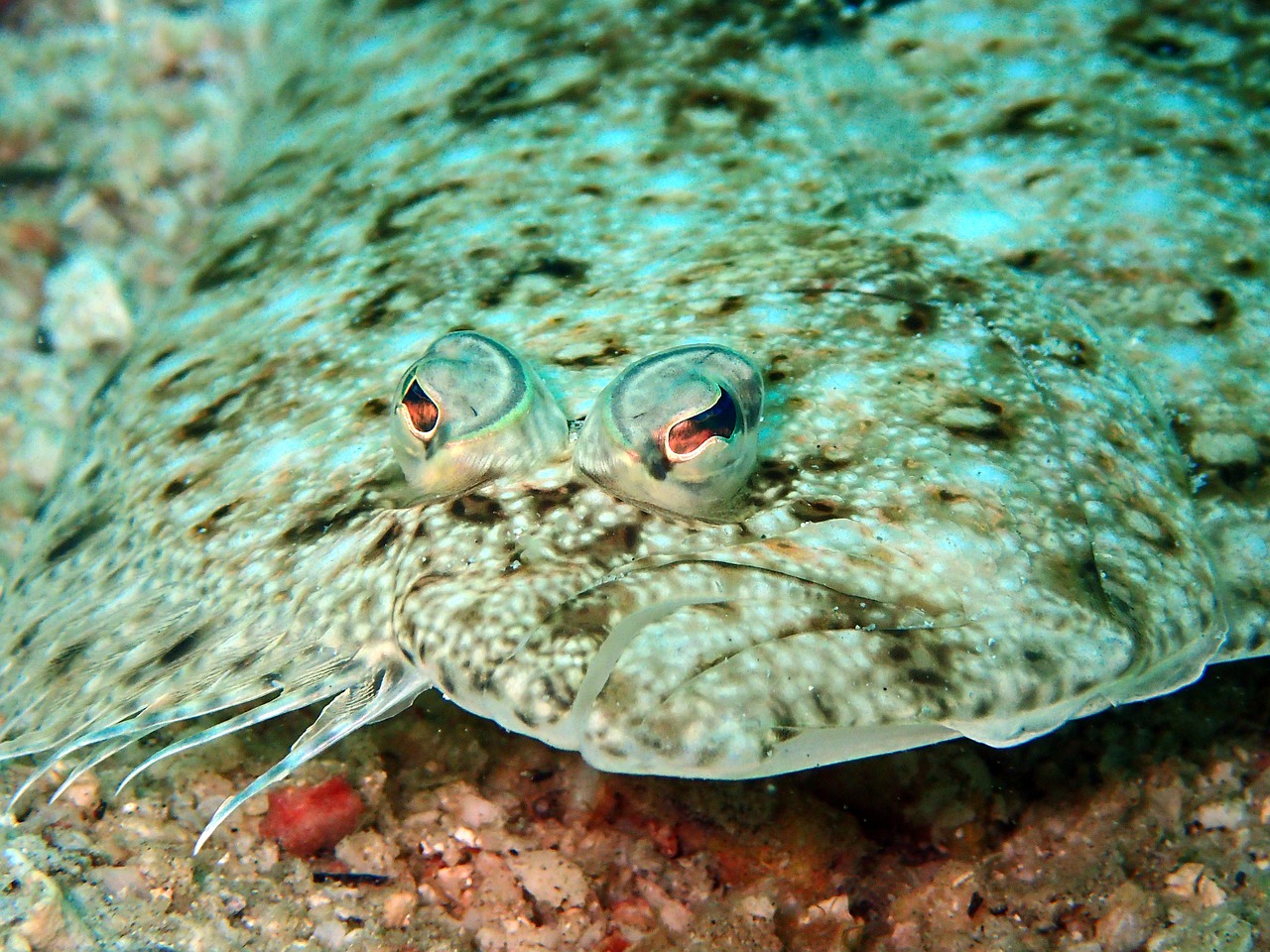 sole flounder fish free photo