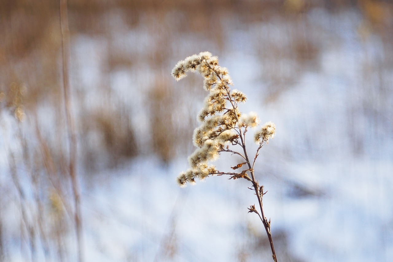 solidago canadensis dry plant winter free photo