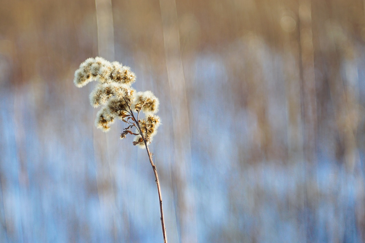 solidago canadensis dry plant winter free photo