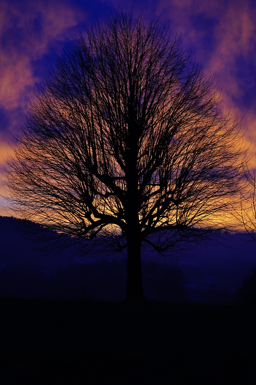 solitary tree sunset sky free photo