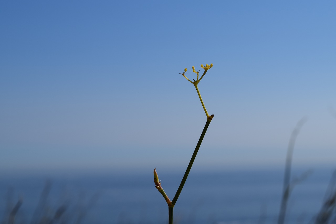 solo plant flower free photo