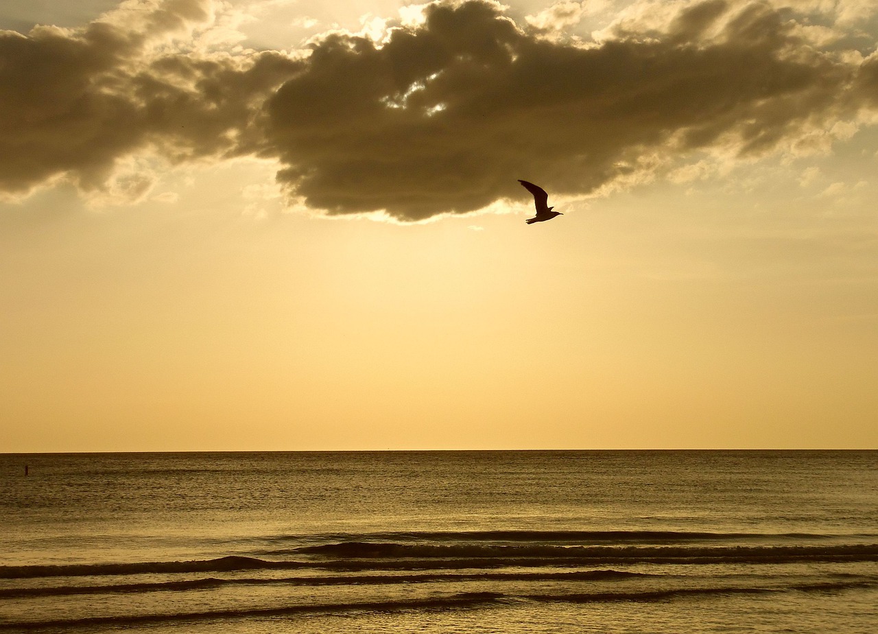solo flight by a seagull at sunset  sunset on the gulf  a golden sunset free photo