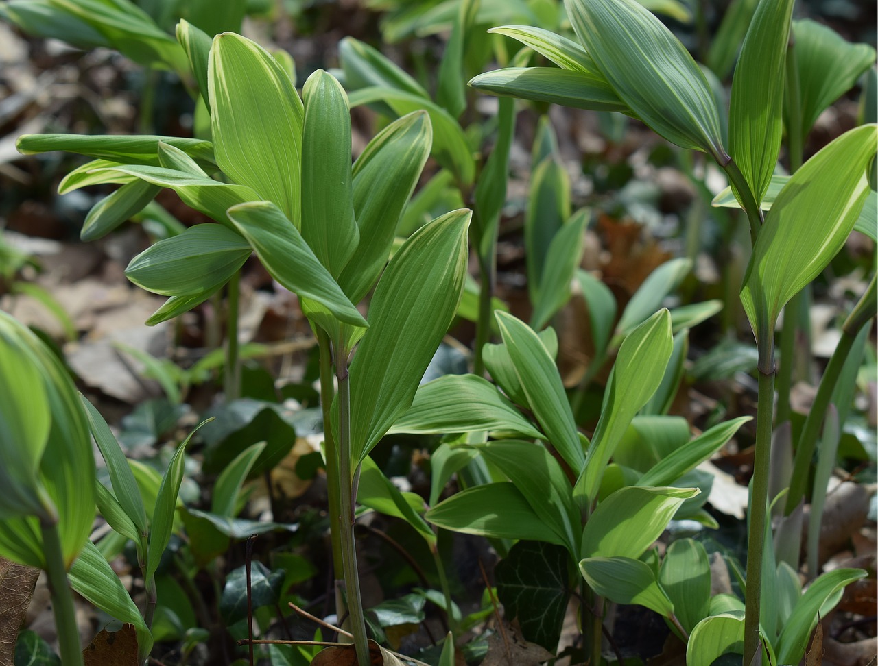 solomon seal wildflower sprout free photo