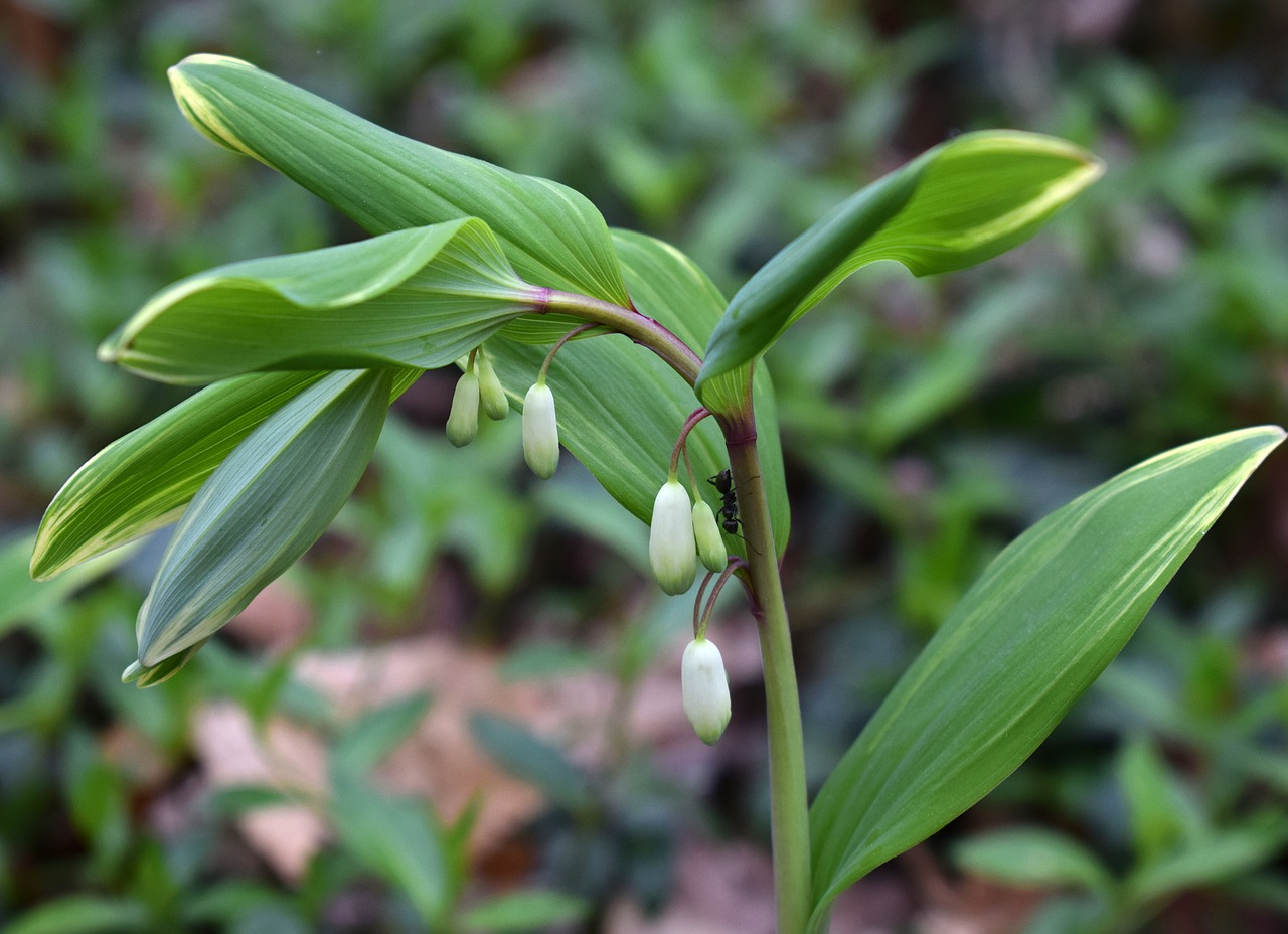 solomon seal buds flower free photo