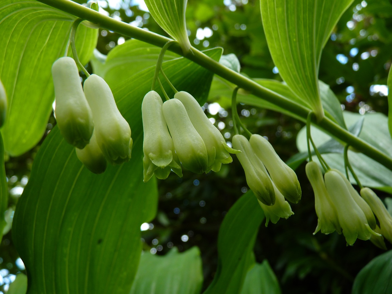 solomon's seal flowers close free photo