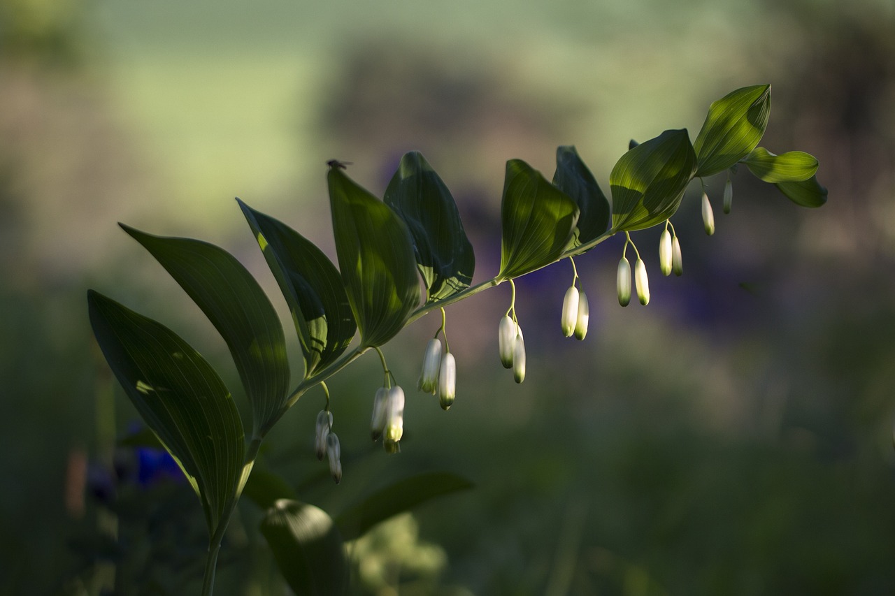 solomon's seal  olygonatum odoratum  forest plant free photo