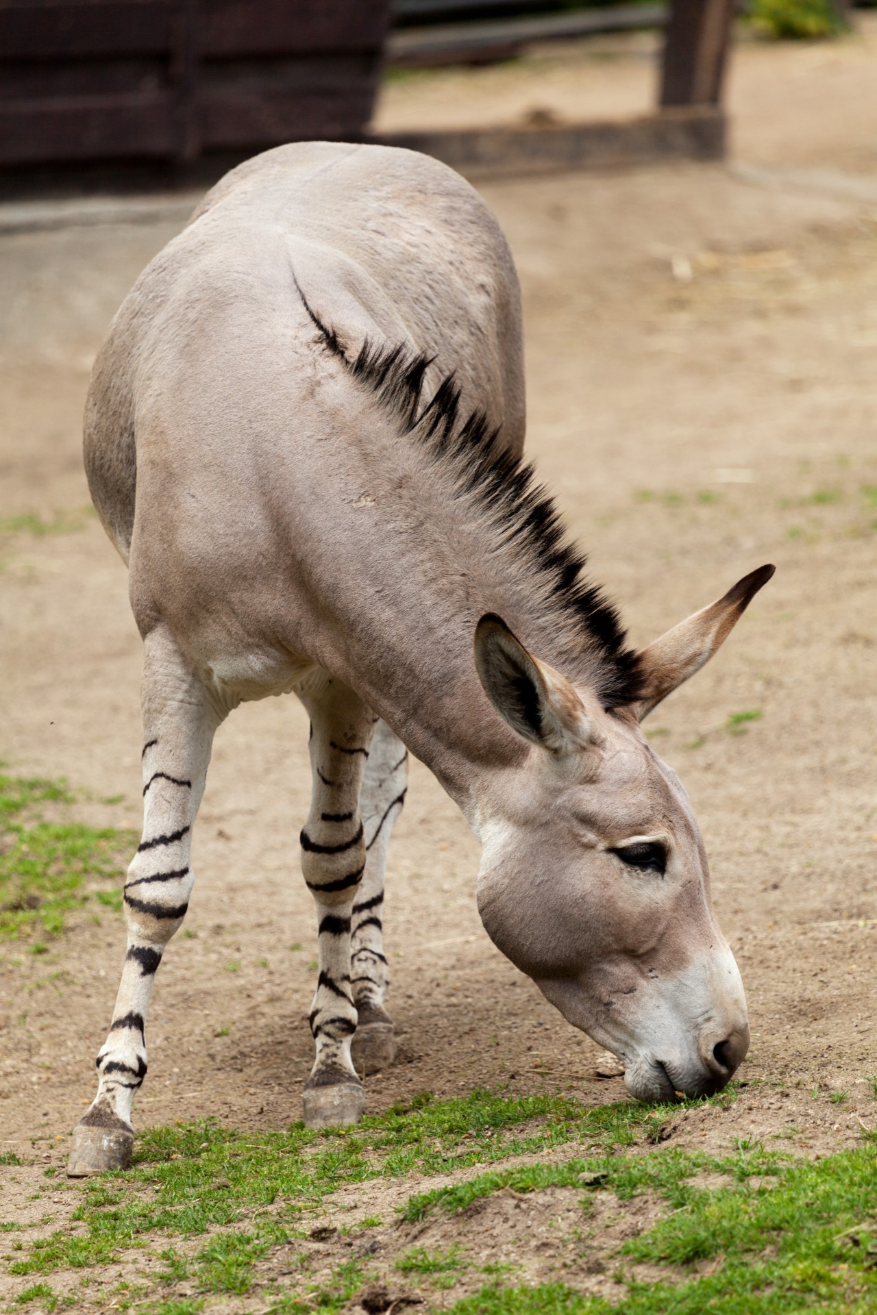 donkey mammal fauna free photo