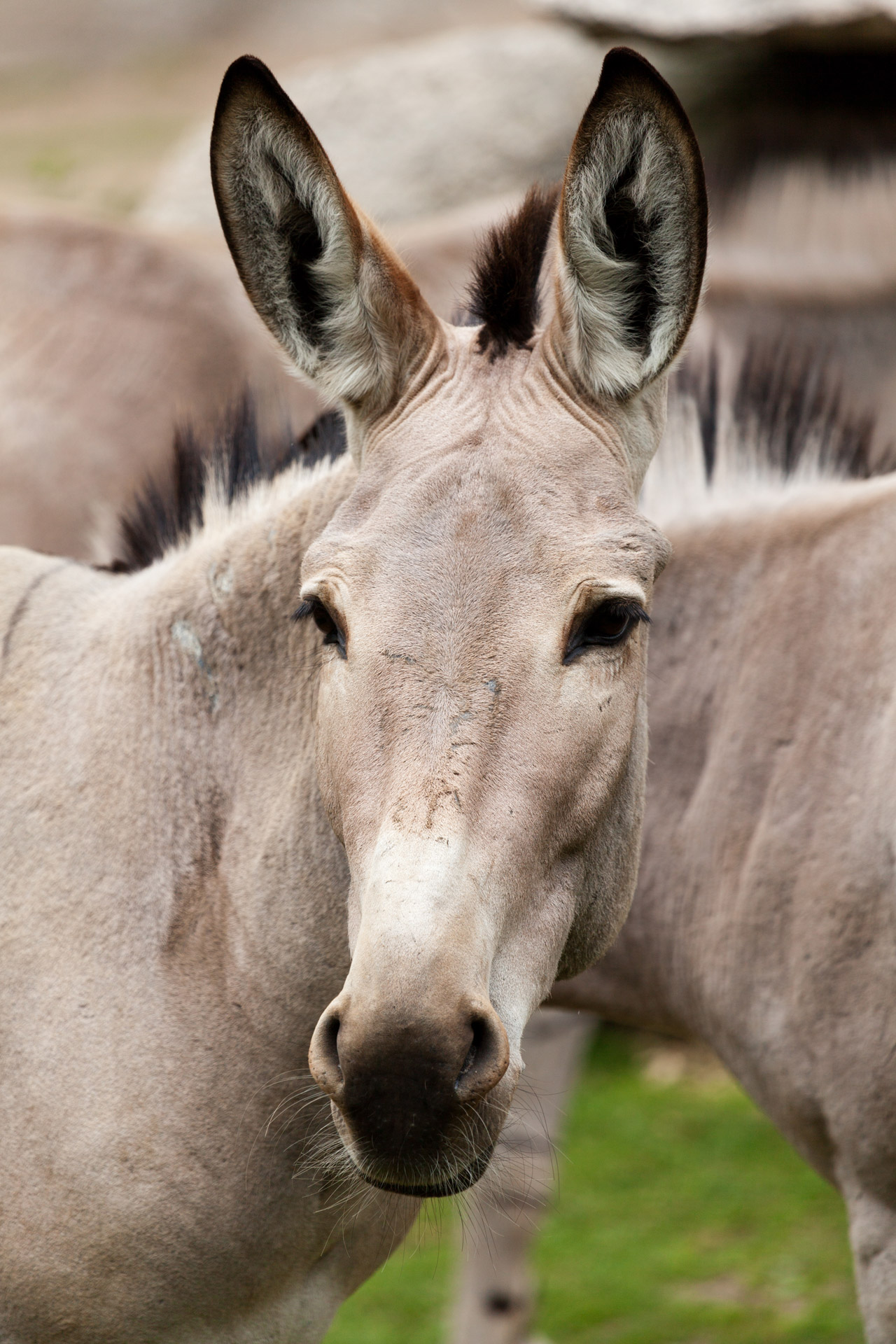 donkey mammal fauna free photo