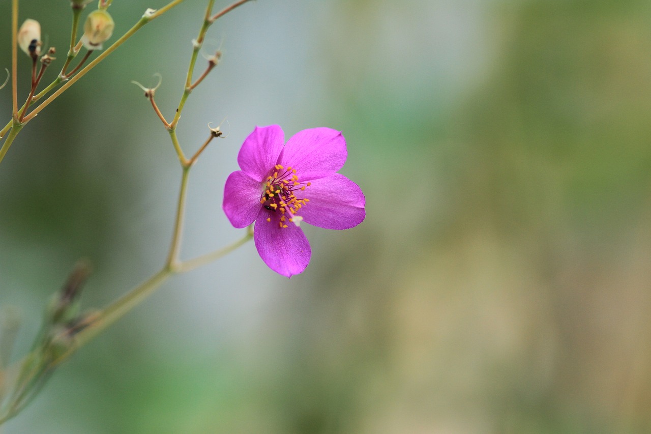 some people don't nature flowers free photo