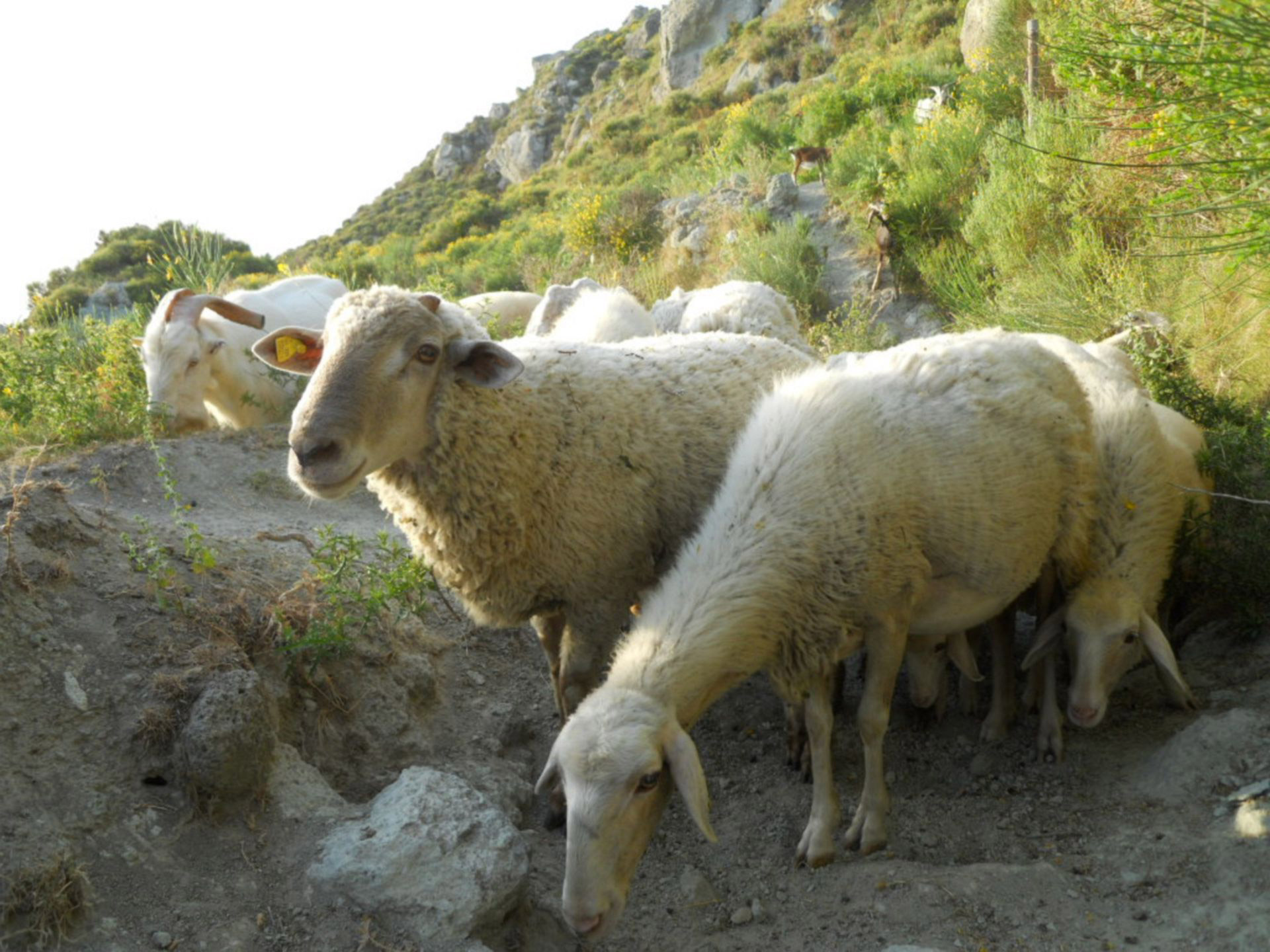 sheep herd of sheep some sheep free photo