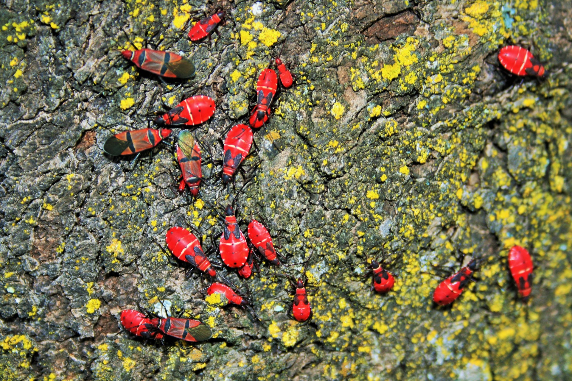 insects beetles red free photo