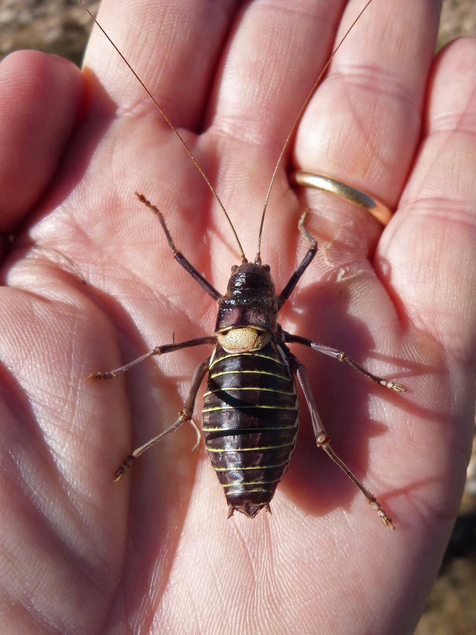 somereta delmontsant insect endemic free photo