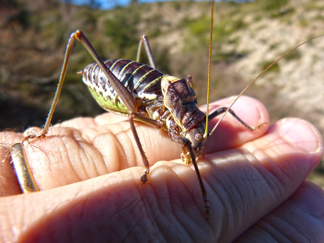 somereta montsant insect endemic free photo