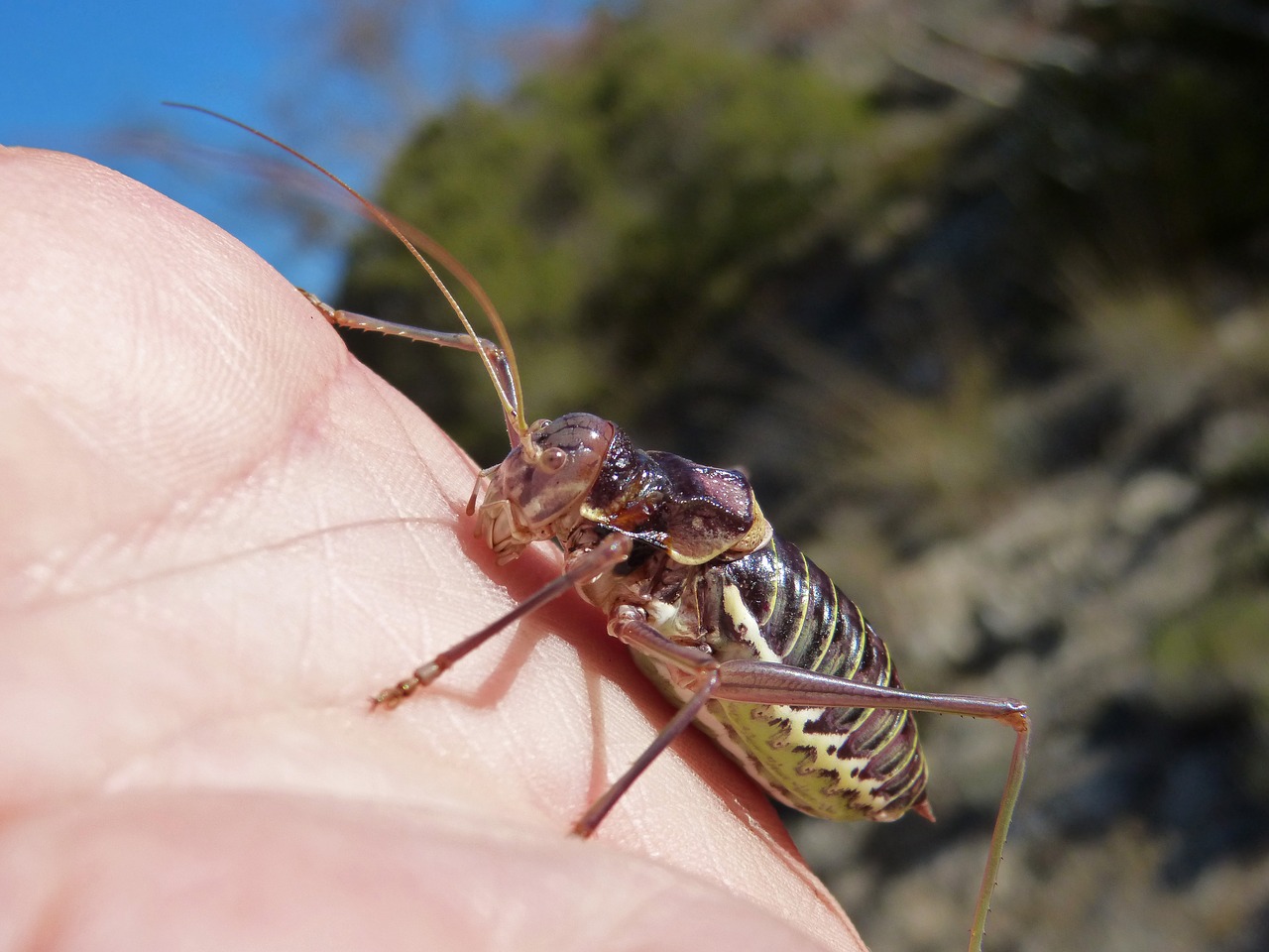 somereta montsant insect endemic free photo