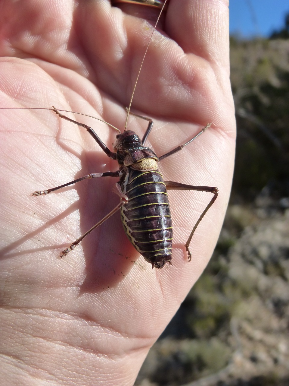 somereta montsant insect endemic free photo