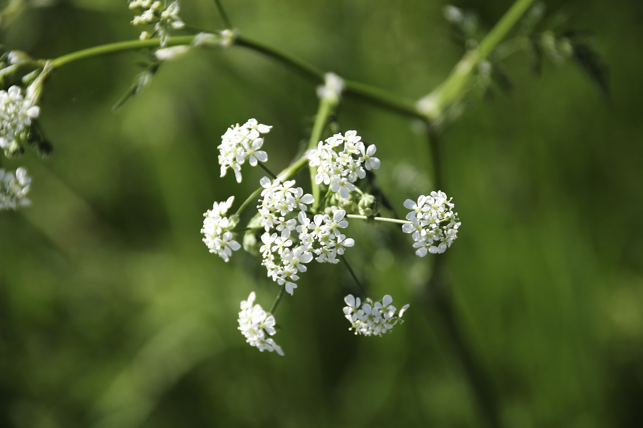 sommerblomst  hundkjeks  white free photo