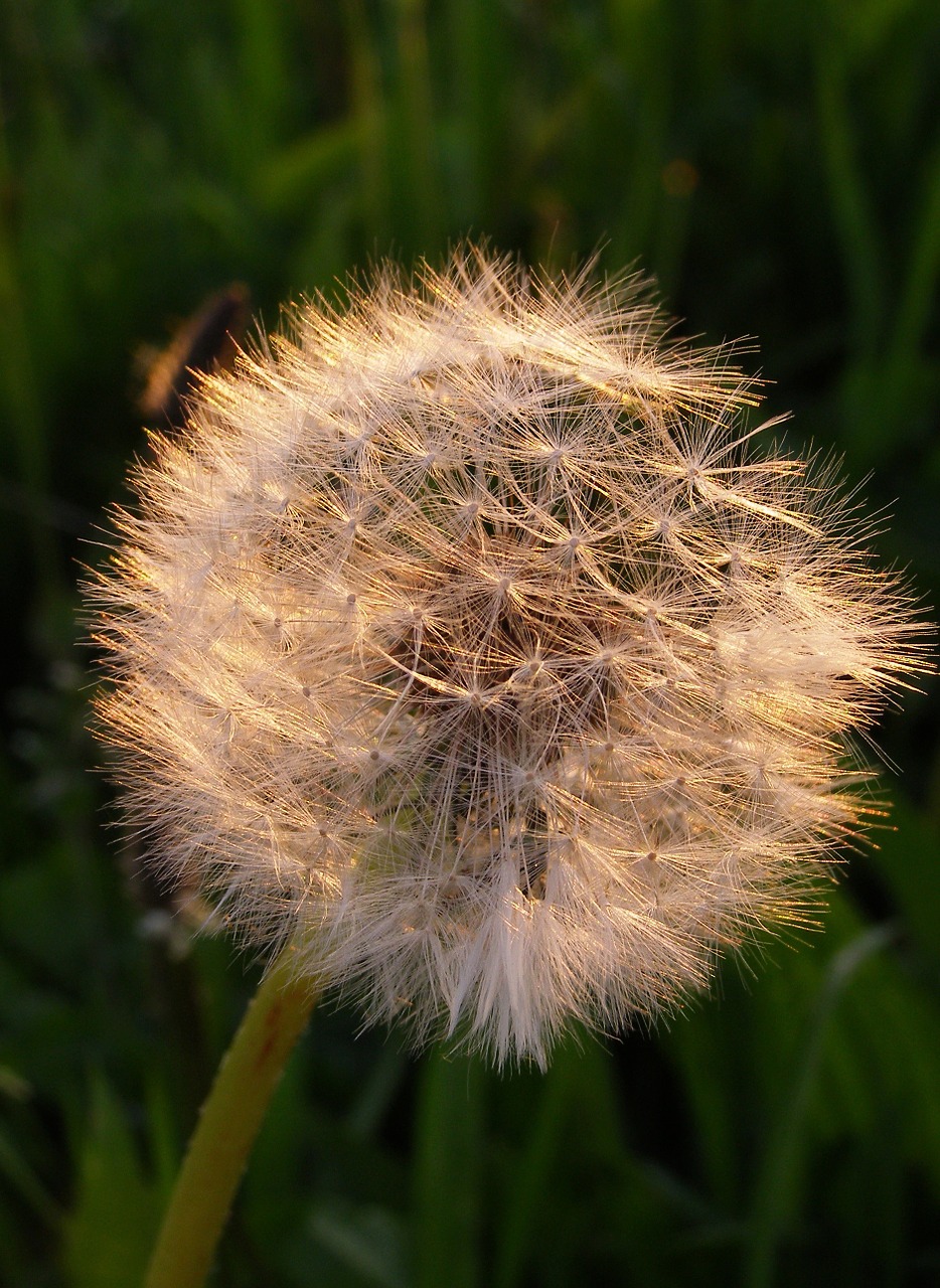 sonchus oleraceus dandelion przekwitnięty flower free photo