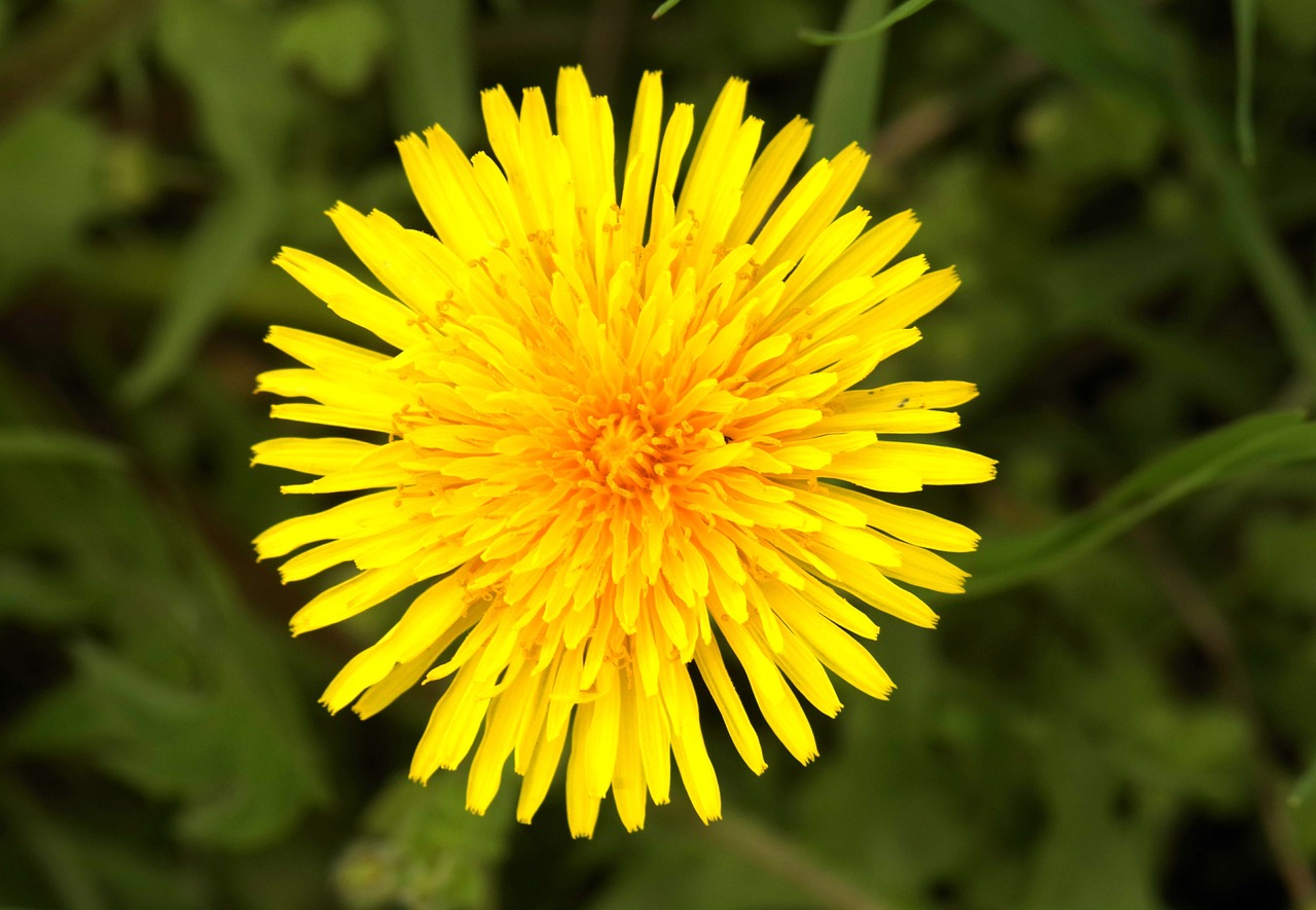 sonchus oleraceus yellow flower free photo