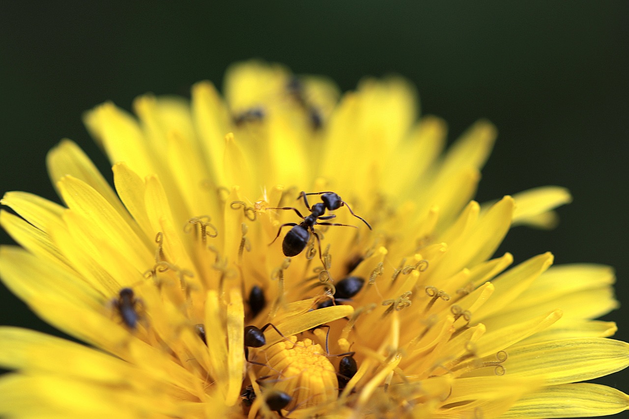 sonchus oleraceus ants yellow free photo