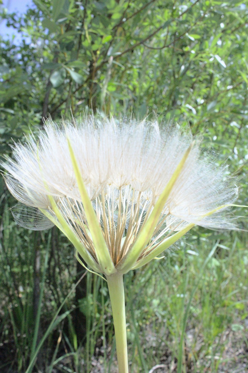 sonchus oleraceus plant medicinal plants free photo