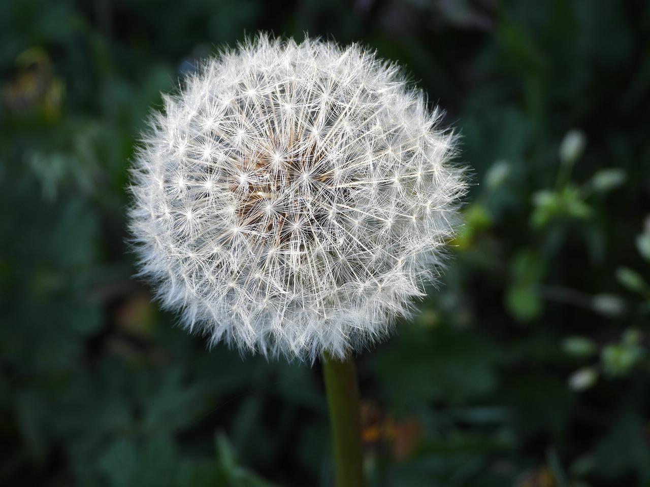 sonchus oleraceus  dandelion  plant free photo