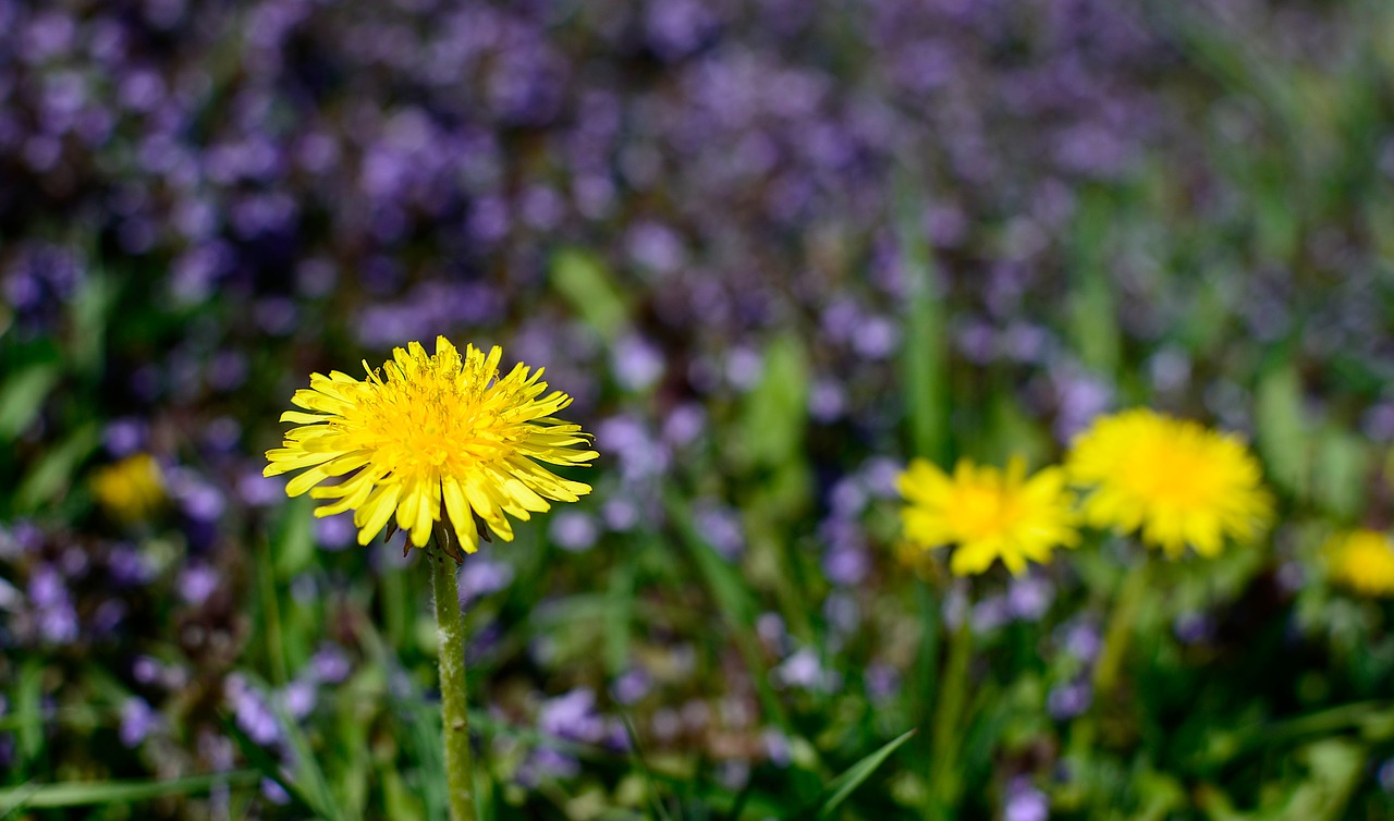 sonchus oleraceus  meadow  flowers free photo