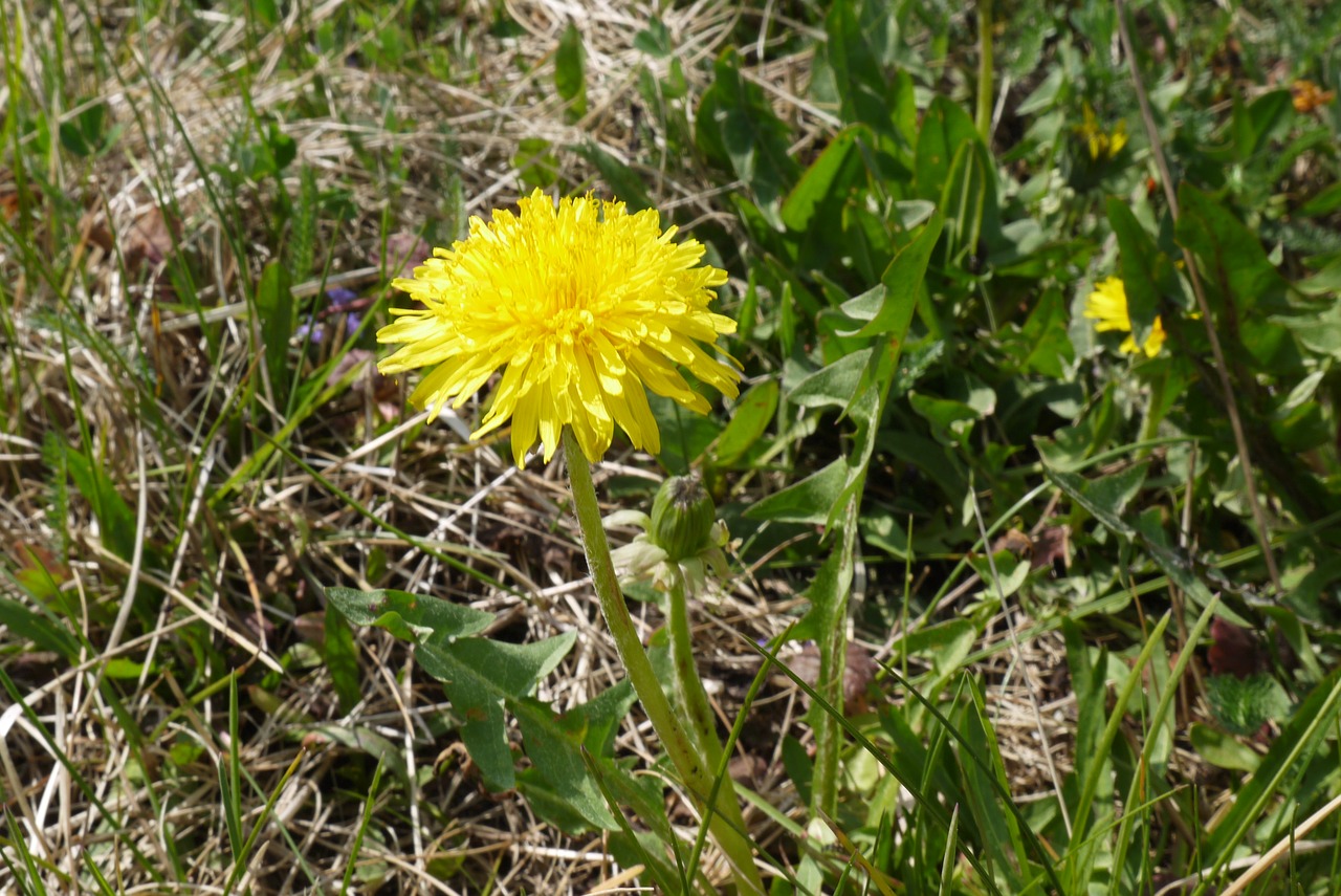 Желтый сорняк фото. Осот огородный (Sonchus oleraceus). Осот шероховатый (Sonchus Asper l.). Осот Бодяк листья. Осот желтый полевой.