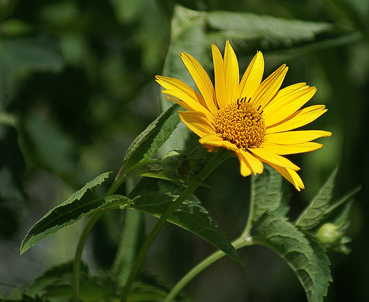 słoneczniczek rough flower yellow free photo