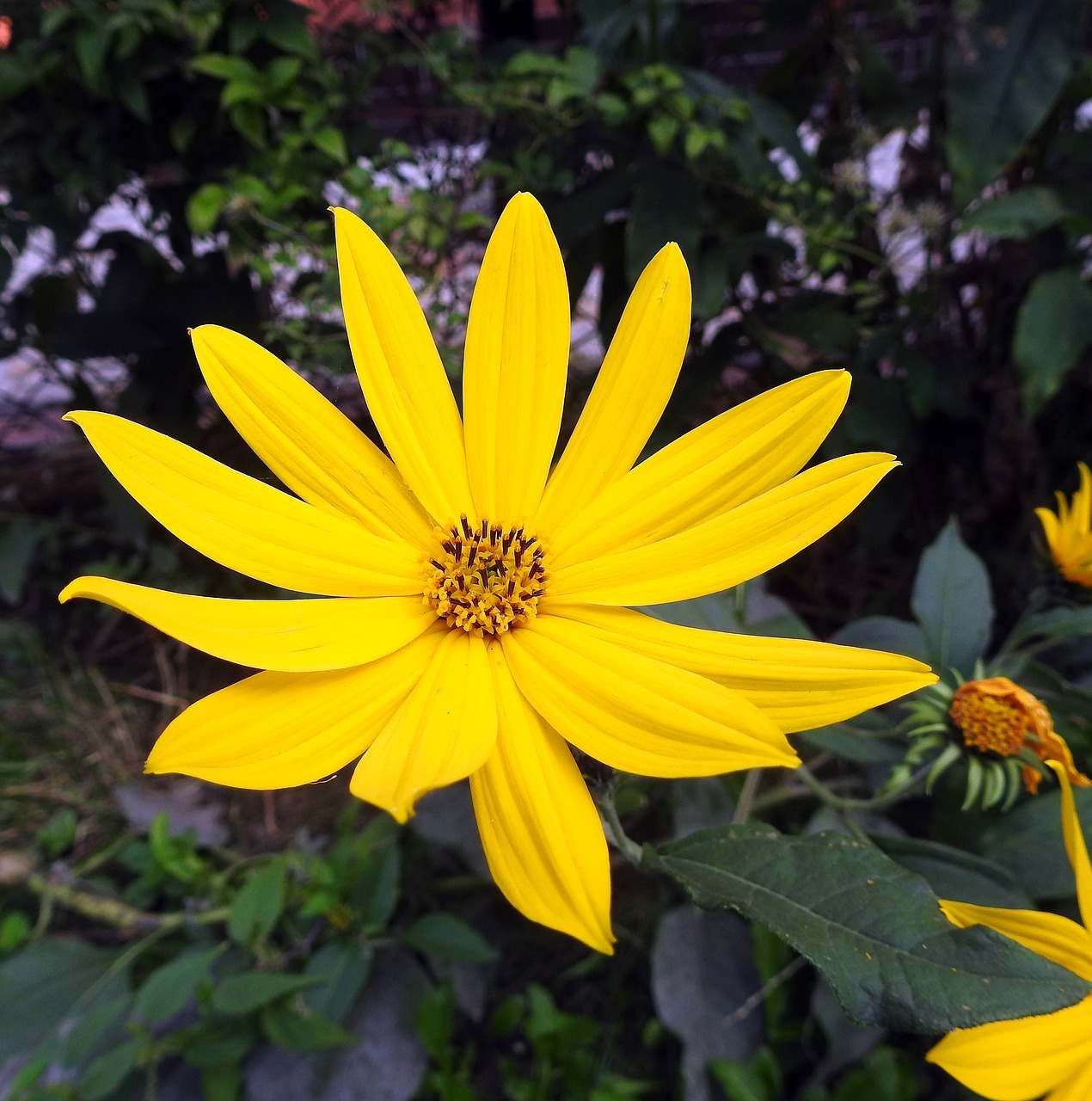 słoneczniczka  flower  yellow free photo