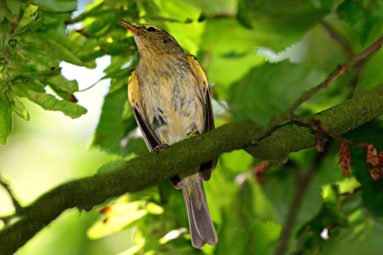 song bird  animal  bird free photo