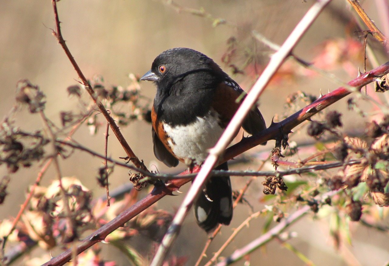 song bird winter sunshine free photo