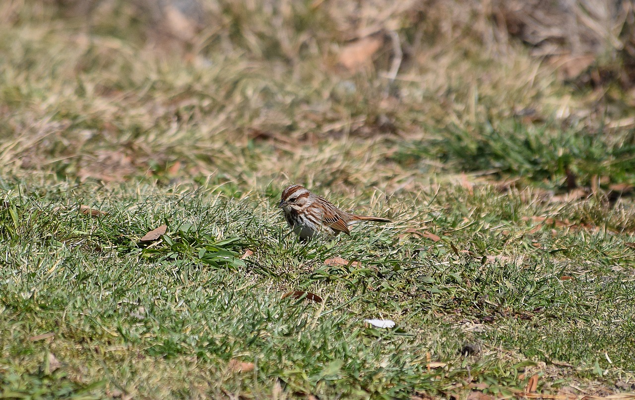 song sparrow bird animal free photo