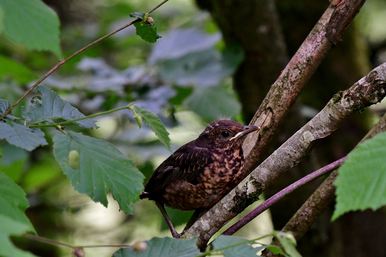 song thrush  little bird  young free photo