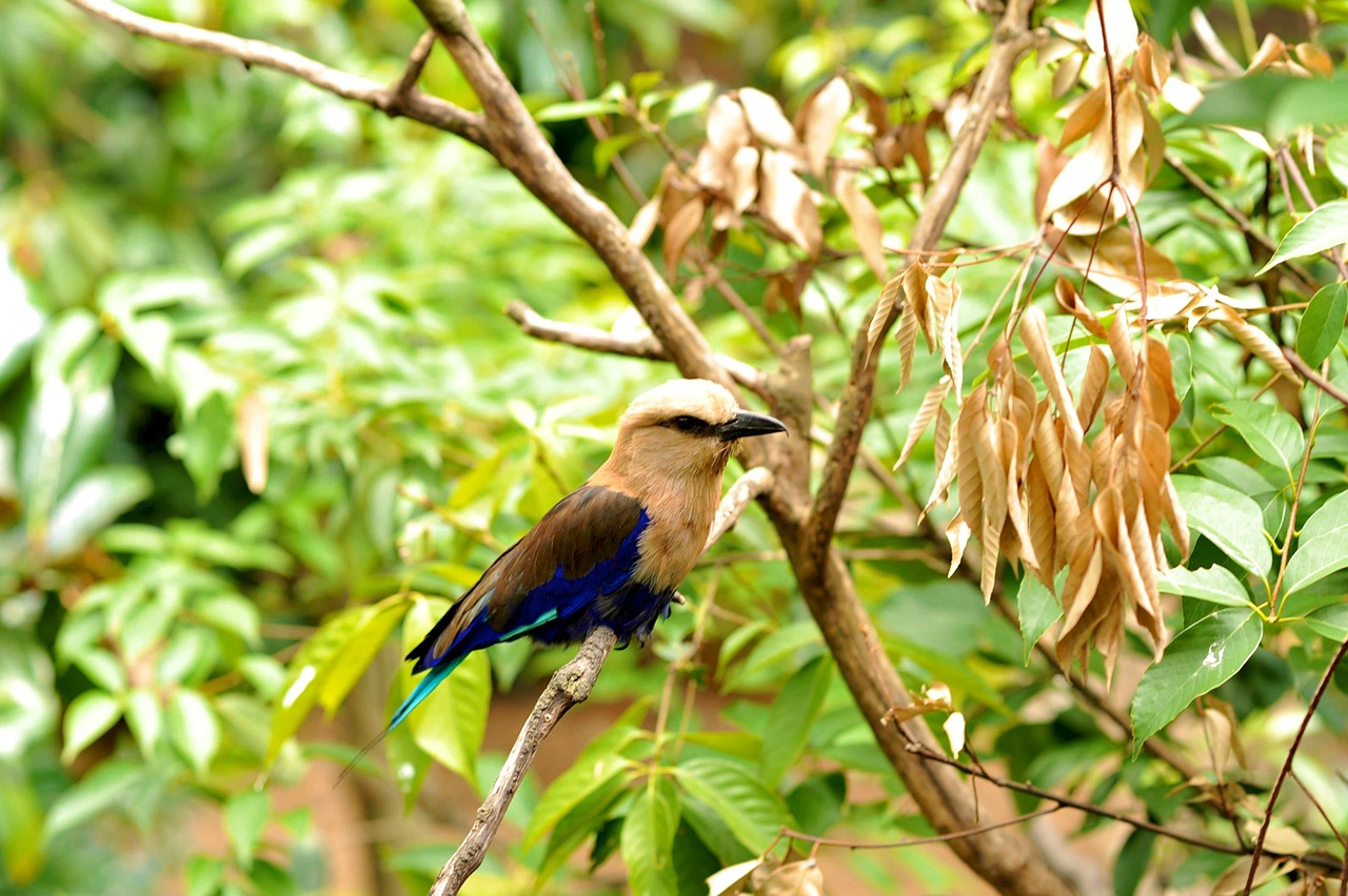 songbird singing bird bird free photo