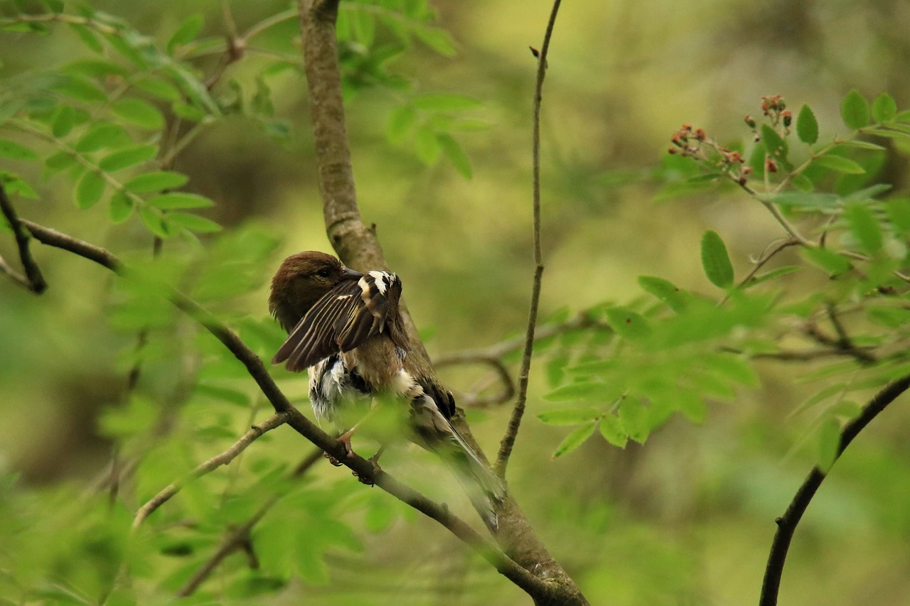 songbird  bird  clean free photo