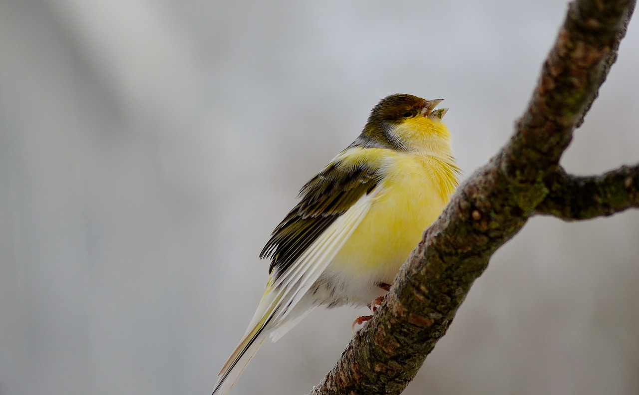 songbird  bird  branch free photo