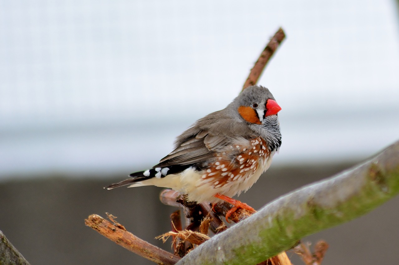 songbird  nature  close up free photo