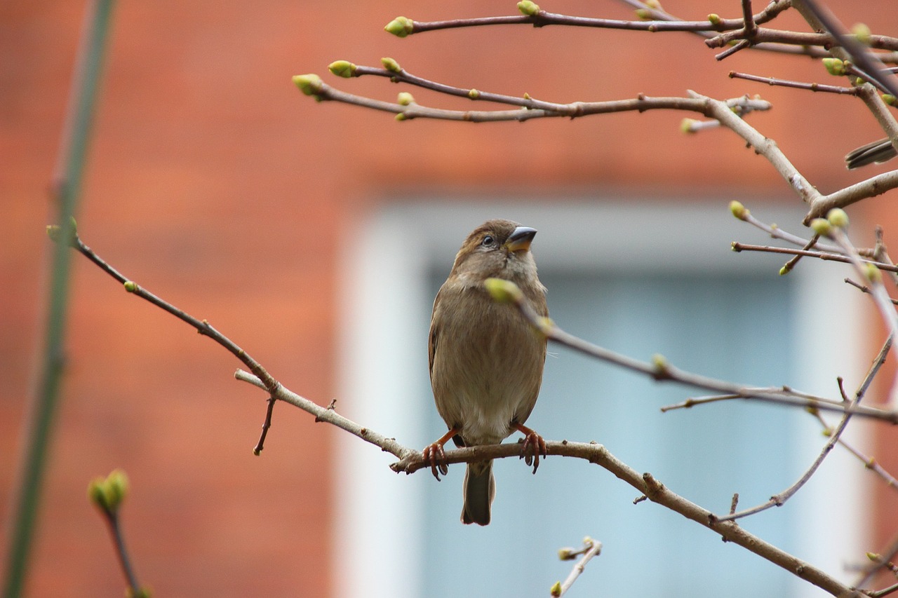 songbird sparrow sperling free photo