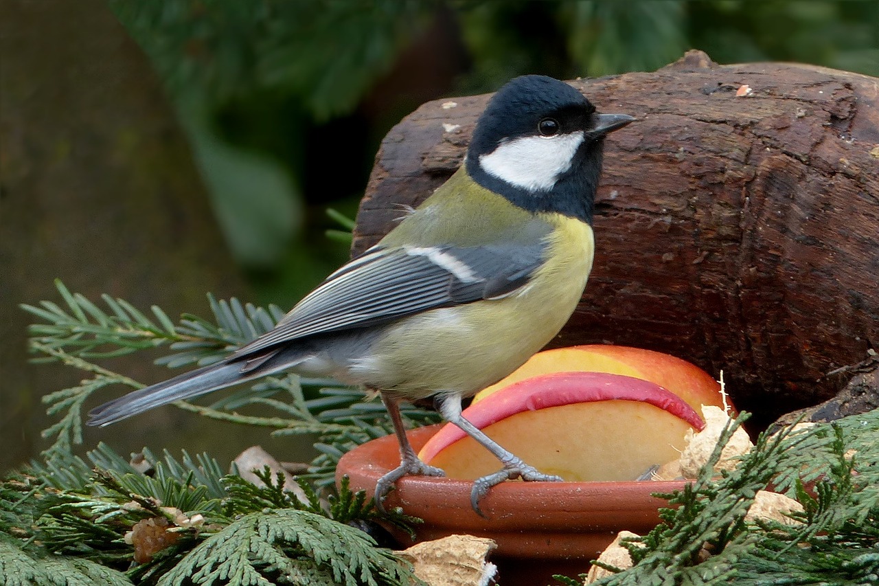 songbird tit foraging free photo