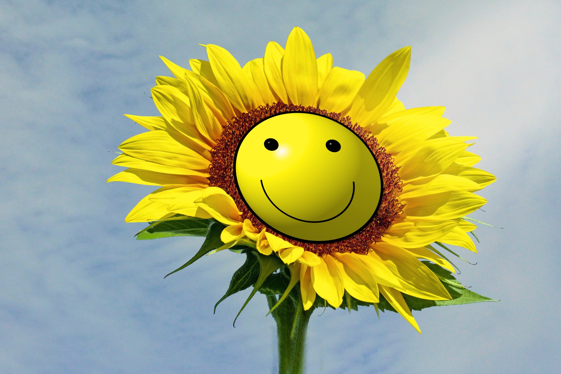 sunflower smiley smile free photo
