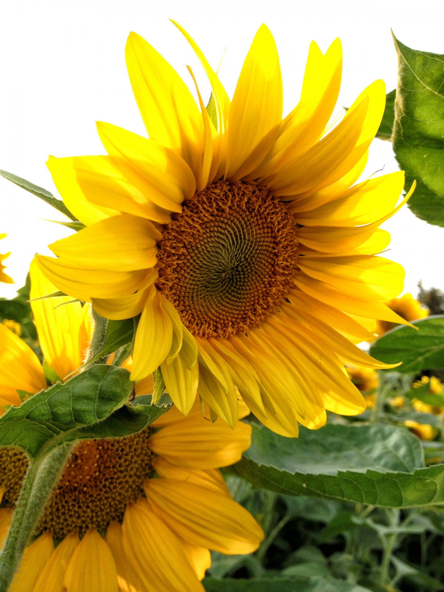 sunflower nature flower free photo