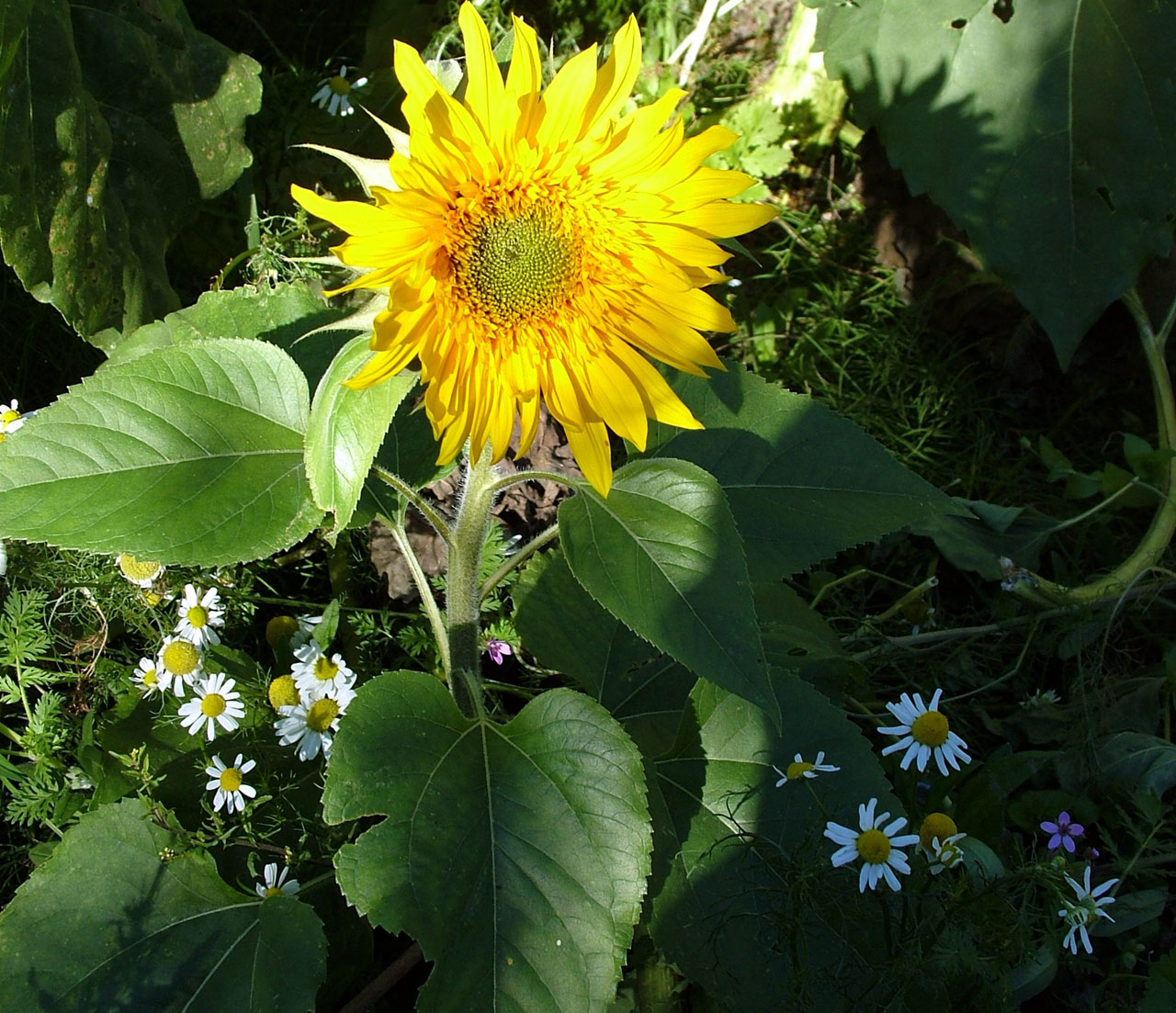 sunflower daisies yellow free photo